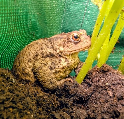 Favourite – Common Toad – D Newman (Medium)
