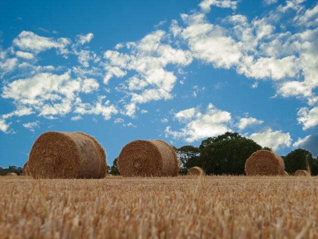 L-Summer-Rollo-SMc (Medium)