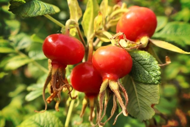 MC – Fav – Rose Hip (Medium)