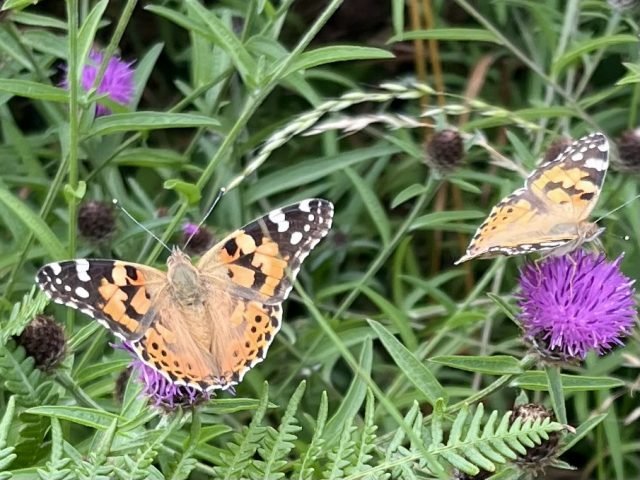 Painted ladies