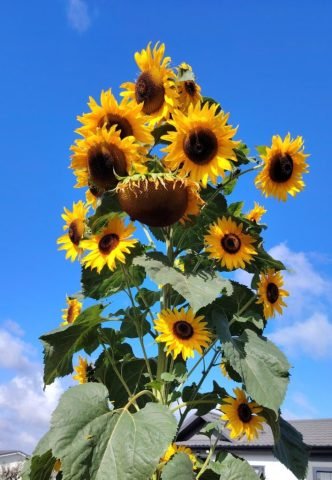 T – ND_Summer Sunflower (Medium)
