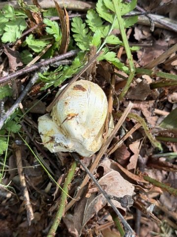 W – Summer fungus. – LG (Medium)