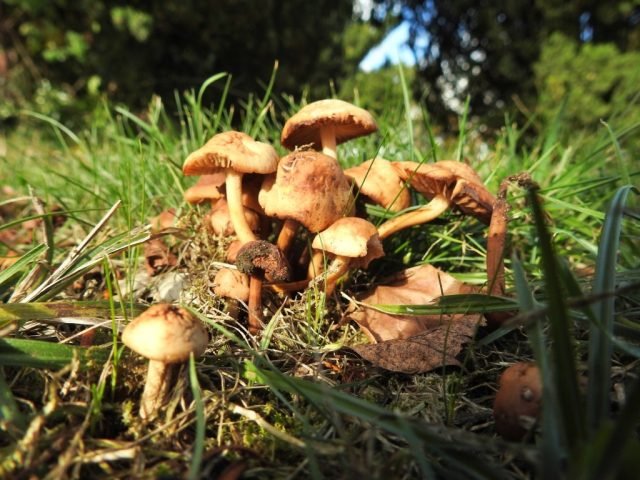 D Autumn mushrooms (Medium)