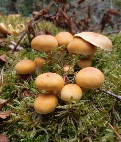 E – Challenge – AutumnsHiddenTreasures (Medium)