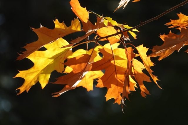 G-Autumn oak leaves (Medium)