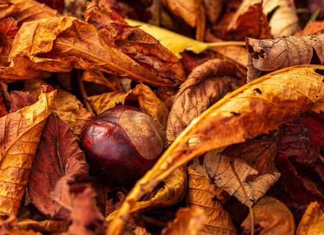 K – Challenge – Autumn fruits (Medium)