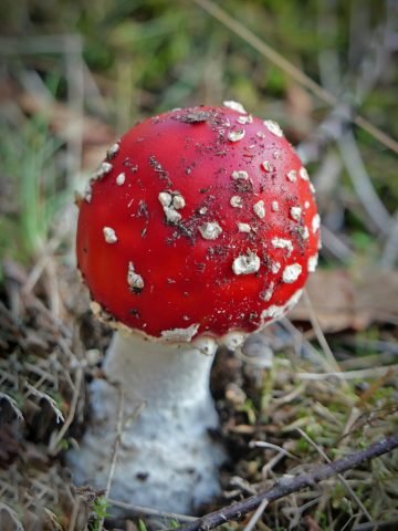 L-Autumn-Fungi2-edit-SMc (Medium)