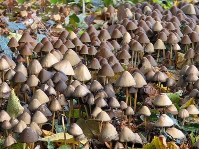 L-Fav-Fairy-Village-SMc (Medium)