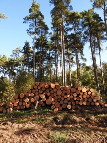 PB Favourite trees (Medium)