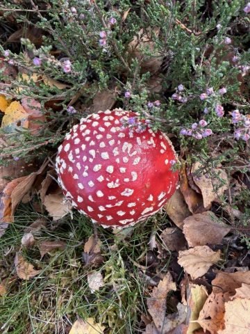 V_LG_Fly agaric in ling heather (Medium)