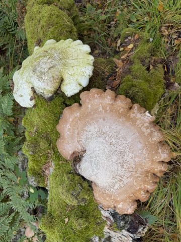 W_SG_Bracket fungi on silver birch (Medium)