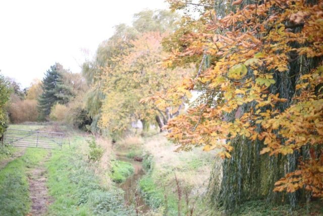 Z_DB_Autumn (Medium)